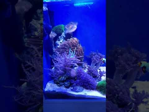 Aquael nano reef duo 49L – seventh month.