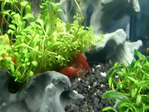AquaEl Shrimp Set 10 Liter