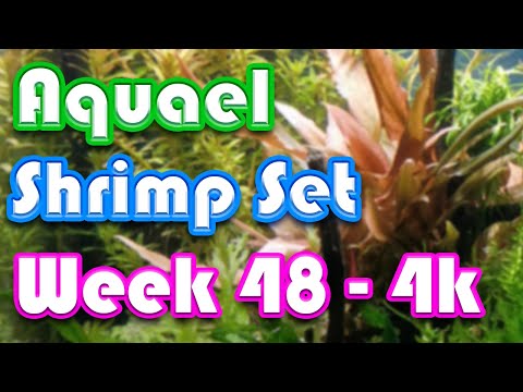 Aquael Shrimp Set 30L – Week 48 (9:16 4k)
