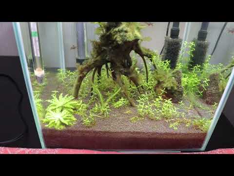 AQUAEL SHRIMP SET DAY & NIGHT 20 боремся с проблемами.