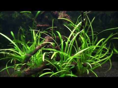 AQUAEL Shrimp Set Smart (30 l)