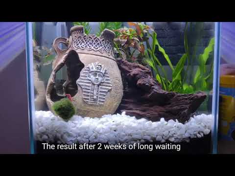 Aquael shrimp tank set 20L(~6 gallons) guppy setup and marine plants begginers guide