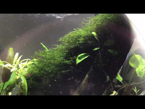 Aquael sphere 45 Shrimp bowl