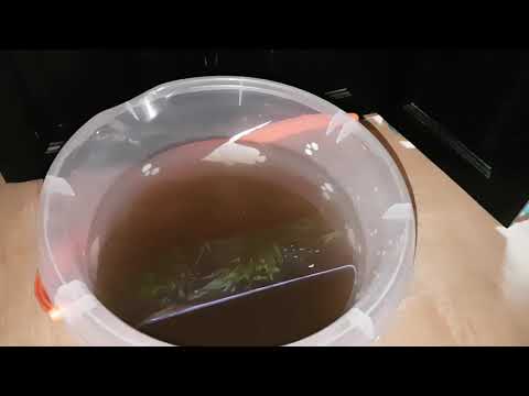 AquaEl Ultramax 2000 maintenance and set up