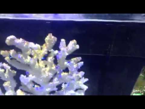 Aquanano 36 aqua one aquarium set