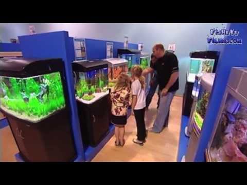 AquaOne fish Varieties and care