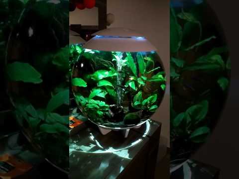AQUARIUM BIORB 60l AFTER 1YEAR