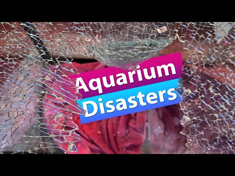 Aquarium Disasters!