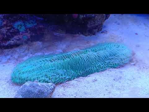 Aquarium eheim incpiria 530 marine