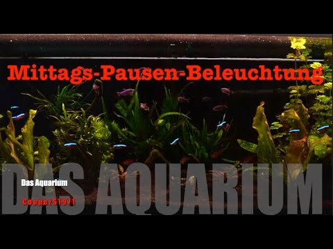 Aquarium Eheim Vivaline 240l Smaragdprachtbarsch, Neon, Königssalmler, Fünfgürtelbarbe, Panzerwelse