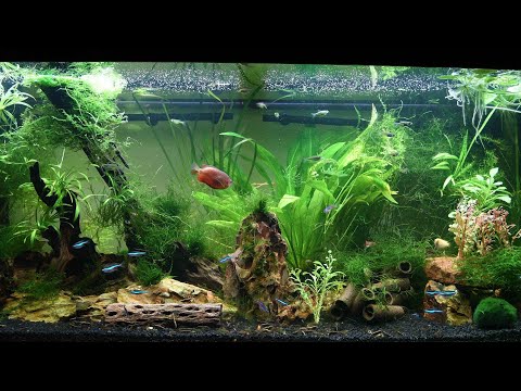 Aquarium feeding time – my Juwel 180 Rio 48 gallon with undergravel filter