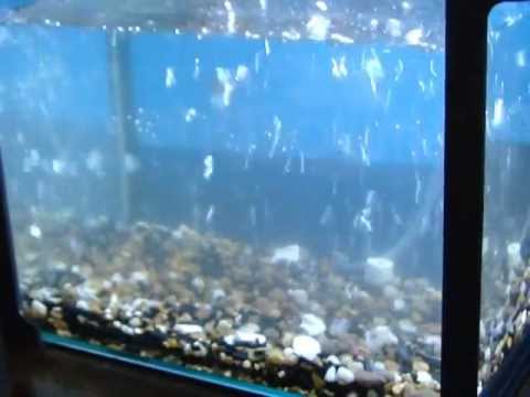 Aquarium air hotsell curtain