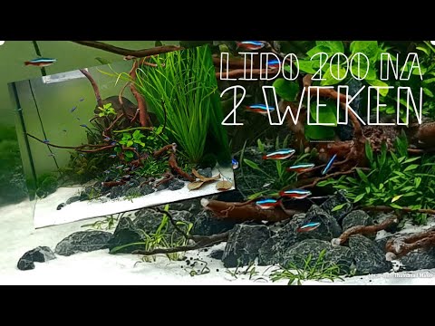 Aquarium Juwel Lido 200 led, 2 weken na het opstarten (info zie beschrijving)