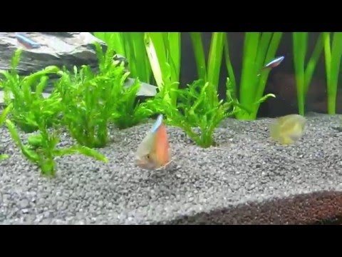 Aquarium Juwel Rio 240 Vom Aufbau bis zum Besatz.