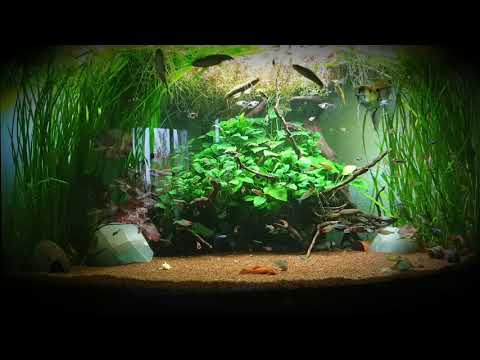 Aquarium Juwel trigon 350 Einrichtung, einrichten, Neues Projekt 2019