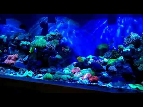 aquarium laut lampu kessil A360