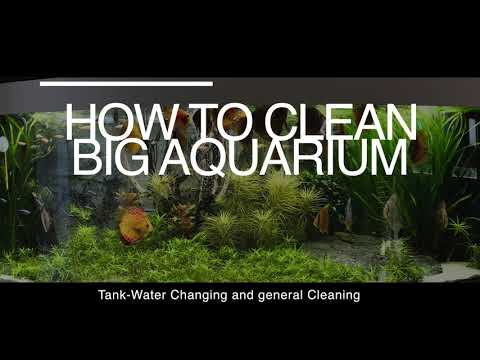 Aquarium maintenance – Juwel 450l – Discus Tank
