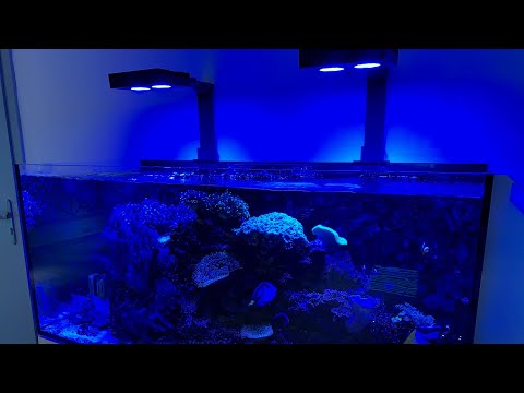Aquarium Red Sea Reefer 350 – after two years