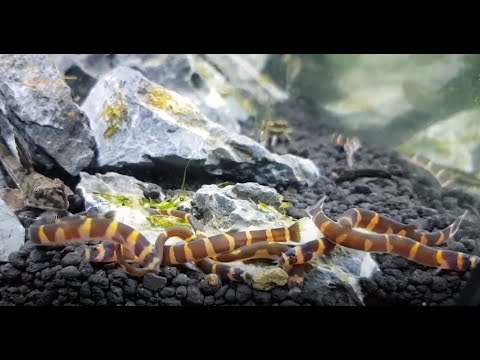 Aquascape –  Fluval Flex 57L –  Loach Party