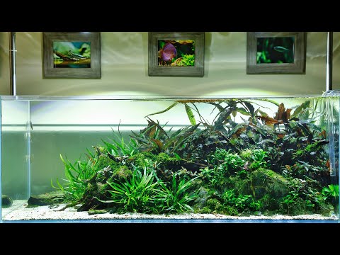 Aquascape Lighting Showdown – Kessil vs Twinstar
