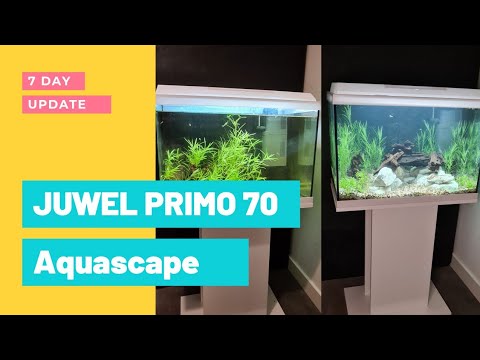 Aquascaping juwel primo 70 planted no co2 low tech aquarium 7 day progress