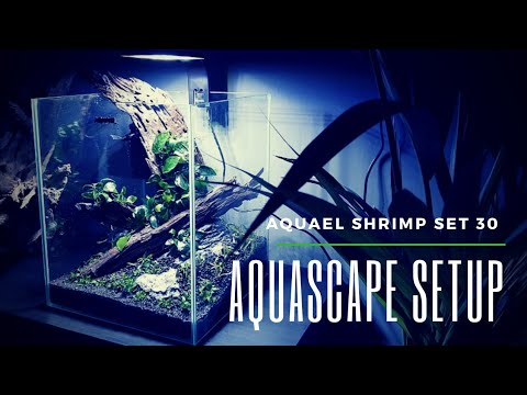 AQUASCAPING MY AQUAEL SHRIMP SET 30 AT HORIZON AQUATICS AND FACIAL HAIR DISASTER 2020