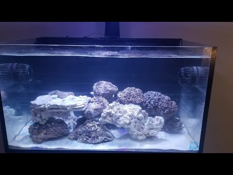 Aquascaping My Innovative Marine 50 Gallon Lagoon