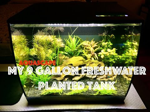 Aquascaping on a 9 gallon freshwater planted tank  aquarium setup ( Fluval Flex 9 )
