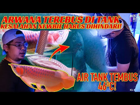 Arwana KEREBUS di Tank.. PASTIKAN TANK ANDA TERHINDAR…