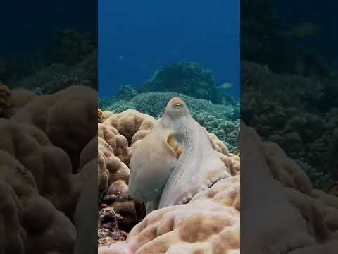 As the common reef #octopus cyanea movies across the coral reef .it  uses to chromatophores.