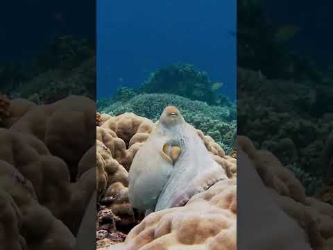 As the common reef #octopus moves across the coral reef #shorts #shorts video