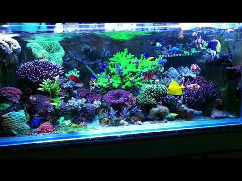 ATI Sunpower plus Kessil Tuna Blue