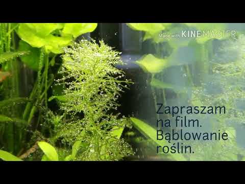 Bąblowanie roślin Aquael leddy Smart 2 oraz Aquael leddy Smart w wersji plant.