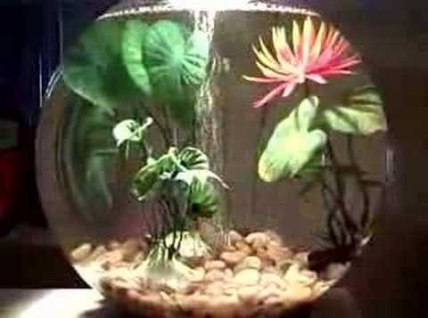Baby Biorb w/Neon Tetra's