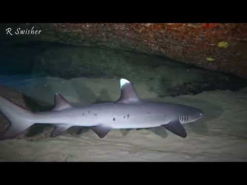 Baby Shark Alert – Whitetip Reef Shark on Oahu's North Shore