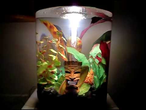 Bad Ass Betta Fish – 9 Gallon Reef One BiUbe BiOrb