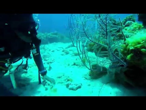 Bahamian Reef Octopus on the move!!!