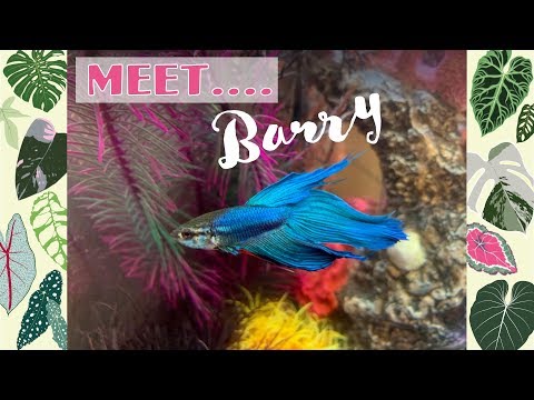 Barry The Betta ??New Aquarium ?biOrb LIFE 45 MCR Set Up