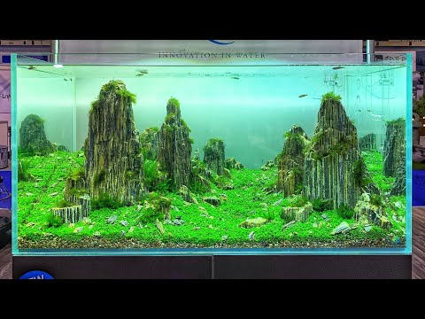 BEAUTIFUL Aquascapes at AQUA 2019