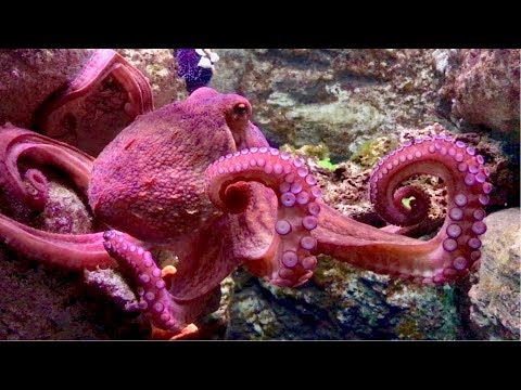 Beautiful Coral Reef Fish Tank Octopus Aquarium | Cineaqua Paris France