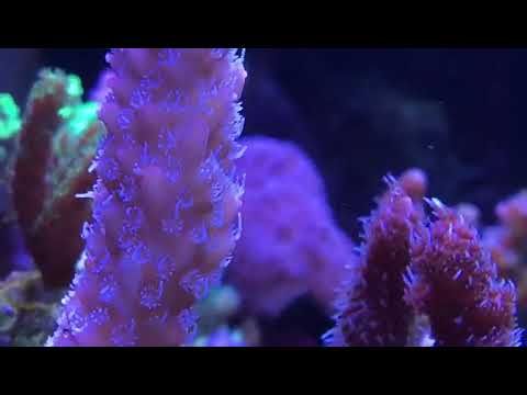 beautiful coral reef, like it!
