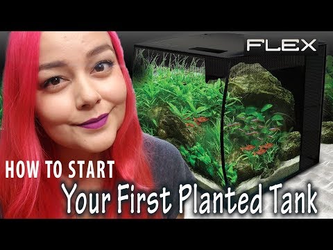Beginners Guide to Planted Tanks | Fluval Flex Aquarium Setup