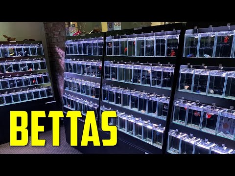 Best BETTA FISH Rack You Can Buy ?