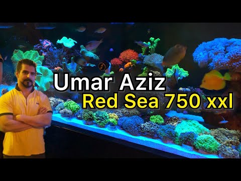 Best hammer garden in Australia?? Umars famous Red Sea Reefer 750 XXL