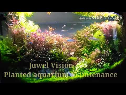 Best way to maintain  a 1.2 Juwel Tank Planted Aquarium