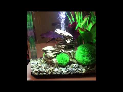 Betta fish community Biorb Flow aquarium