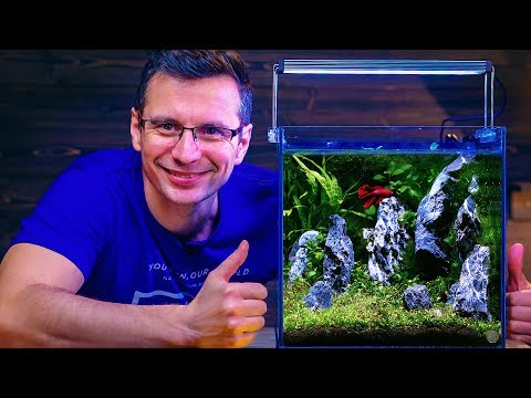 BETTA FISH TANK SETUP – NON-CO2 AQUASCAPE WITH BUILT-IN FILTER