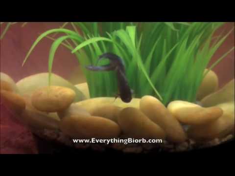 Betta in Baby Biorb Aquarium