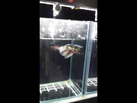 Betta system by aqua one