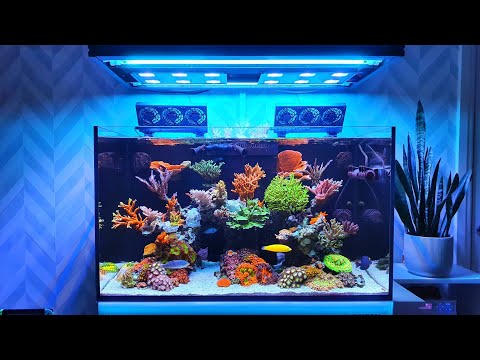 Big Changes to the Red Sea Reefer 250 – Reef Tank